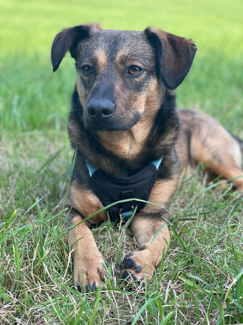 Ein Hund liegt entspannt auf dem Gras. Er trägt ein Geschirr und schaut aufmerksam in die Kamera.