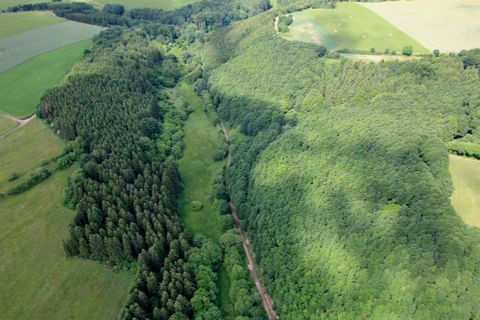 Eine malerische Landschaft mit dichtem Wald und sanften Hügeln. Der Himmel ist klar und das Licht fällt schön auf die Bäume.
