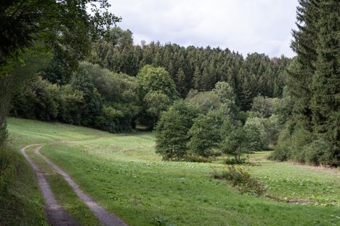 Chemin forestier dans la vallée du Schafbach, entouré de prairies vertes et d'arbres denses.