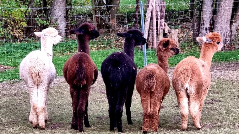 Zes alpaca's staan achter elkaar en kijken in dezelfde richting. Ze zijn in verschillende kleuren, waaronder wit, zwart en bruin.