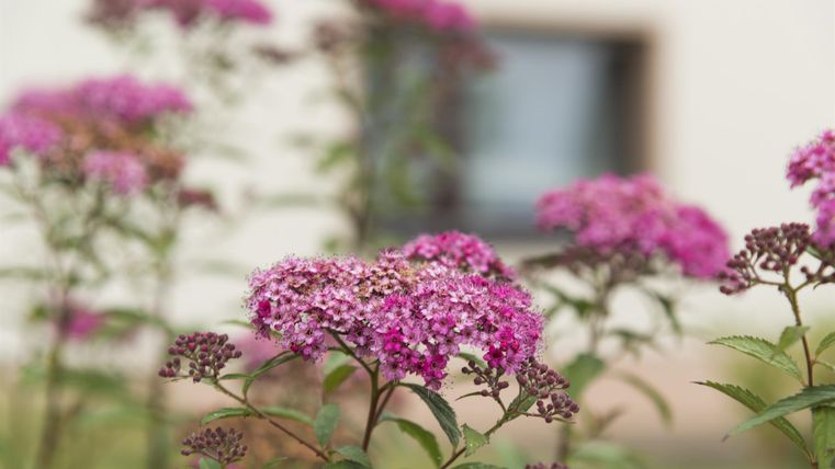 Bunte, pinke Blumen blühen im Vordergrund. Im Hintergrund ist ein Fenster zu sehen.