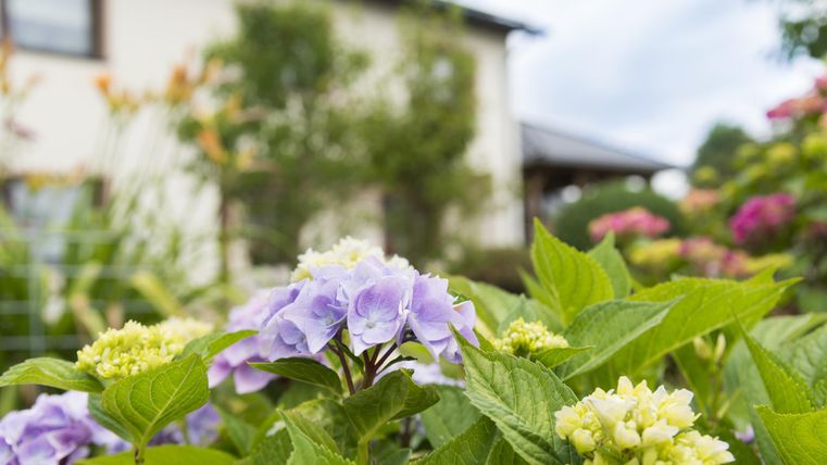 Ein schöner Garten mit bunten Blumen im Vordergrund. Im Hintergrund ist ein Haus und der Himmel ist bewölkt.