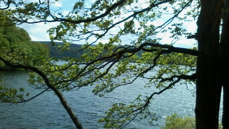 Ein ruhiger See umgeben von Bäumen. Die Sonne scheint durch die Blätter und reflektiert auf dem Wasser.
