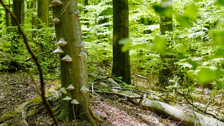 Ein grüner Wald mit hohen Bäumen und leuchtendem Blattwerk. An einem Baum wachsen mehrere Pilze.