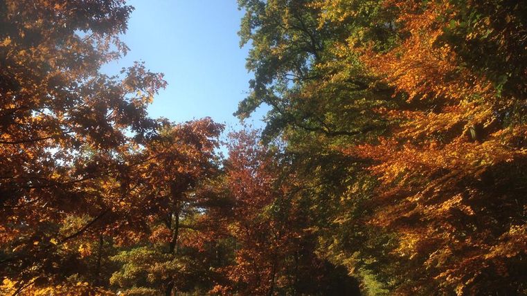 Ein malerischer Weg, umgeben von bunten Herbstbäumen. Der Himmel ist klar und blau.