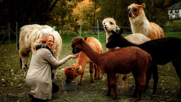 Een persoon voegt vriendelijk een groep alpaca's op een weide. De omgeving toont herfstkleuren en een rustige sfeer.