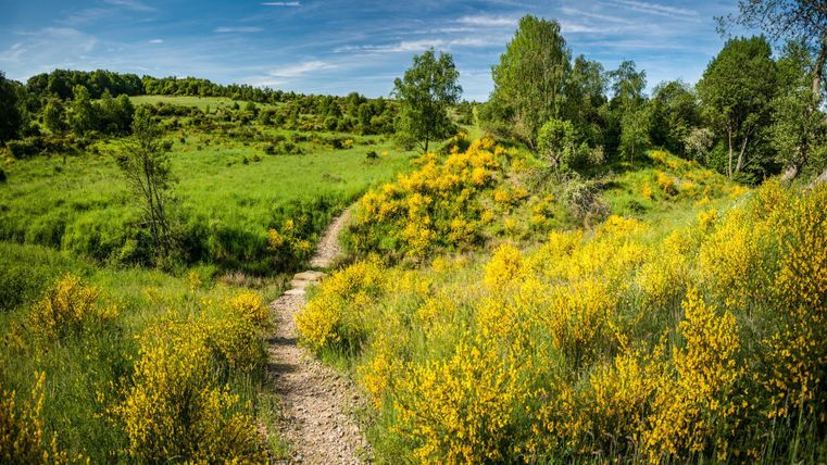 Ein malerischer Weg führt durch eine grüne Landschaft mit gelben Blumen. Der Himmel ist klar und die Sonne scheint.