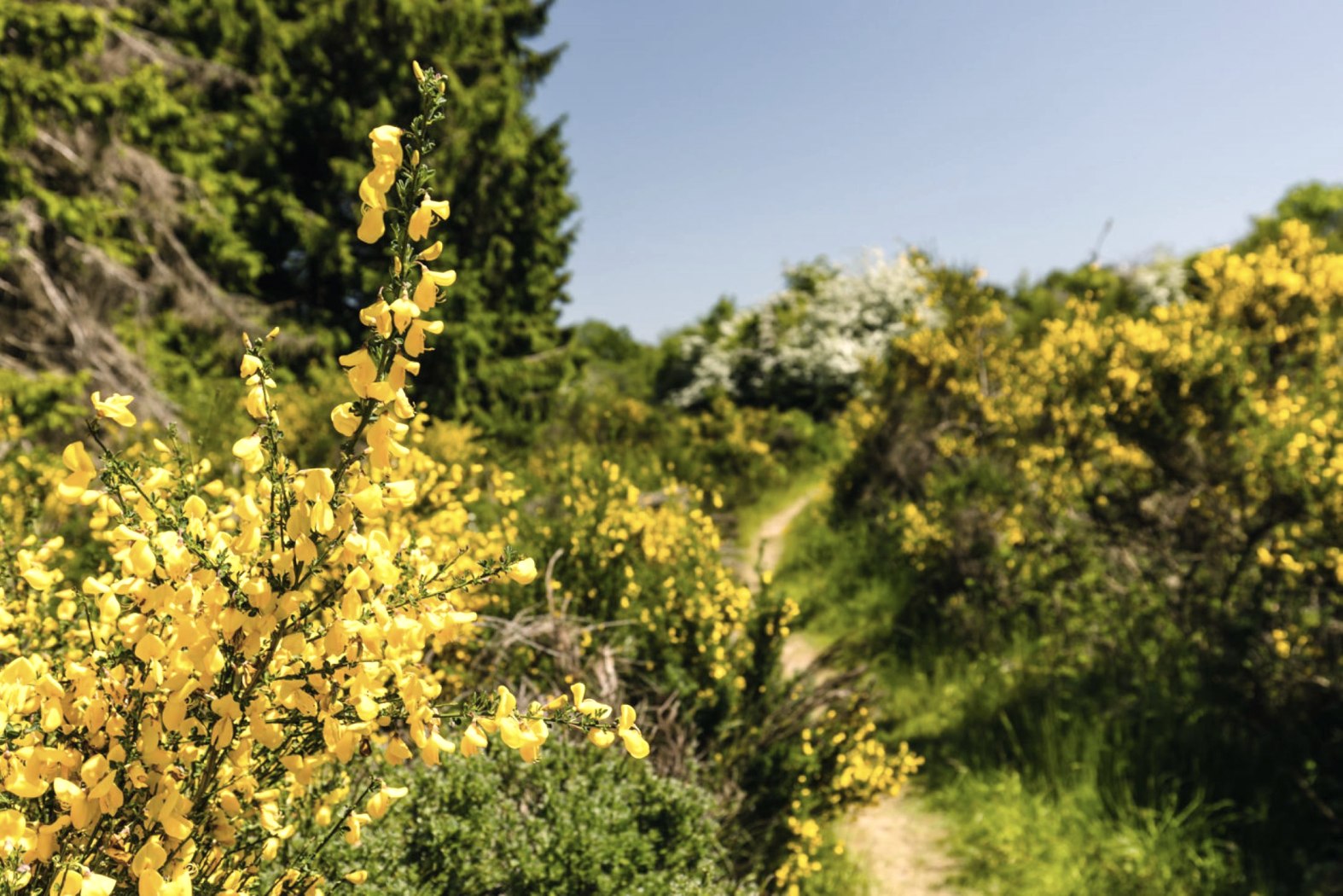 Ginsterblüten bei Schleiden, © Gesellschaft für Wirtschaft, Tourismus und Veranstaltungen mbH, Schleiden
