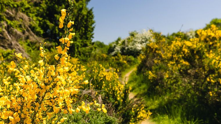 Un beau sentier de randonnée, entouré de fleurs jaunes et de buissons verts. Le ciel est clair et bleu.