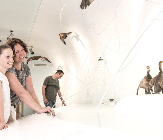 Interaktion in der Ausstellung "Wildnis(t)r&auml;ume, &copy; Nationalpark Eifel, D. Ketz