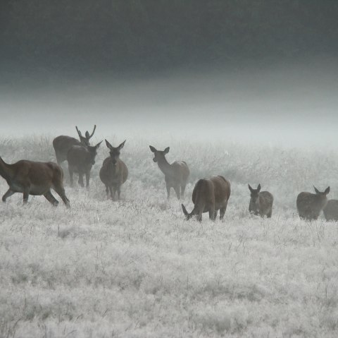AVES-Ostkantone, © AVES-Ostkantone
