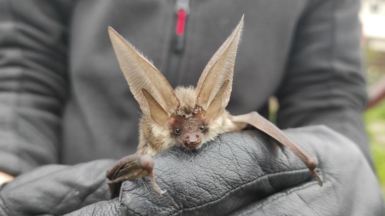 Eine große Fledermaus wird von einer Person gehalten. Sie hat auffällig große Ohren und einen graubraunen Pelz.