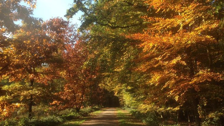 Ein malerischer Waldweg umgeben von bunten, herbstlichen Bäumen. Das Sonnenlicht durchdringt die Blätter und schafft eine warme, einladende Atmosphäre.