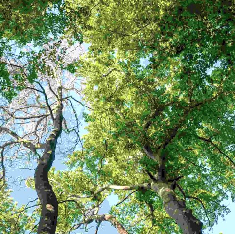 Baumkronen, &copy; Paul Meixner