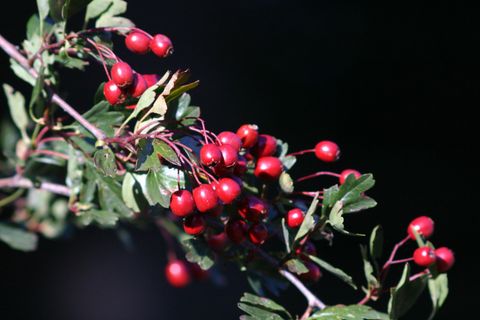 Ein Zweig mit leuchtend roten Beeren und grünen Blättern. Der Hintergrund ist dunkel und hebt die Farben hervor.