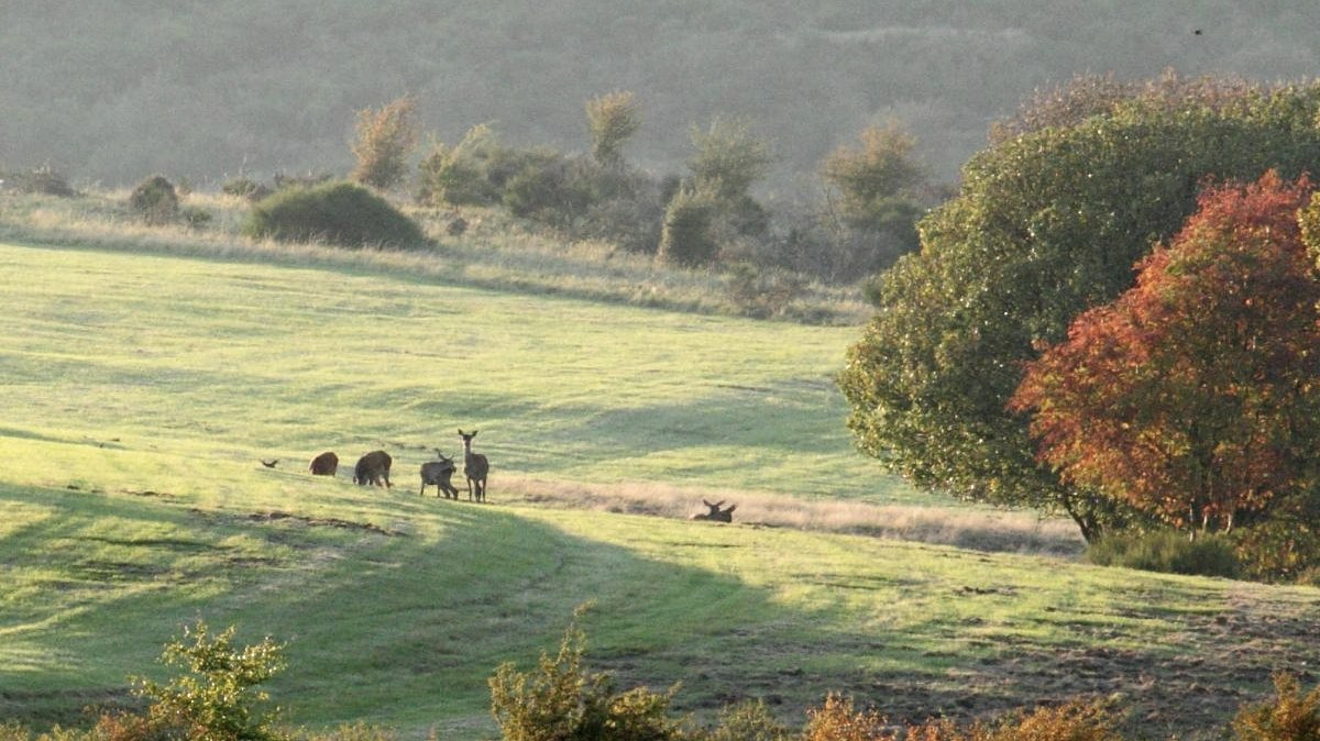Rothirsche, © M. Harzheim / Nationalpark Eifel