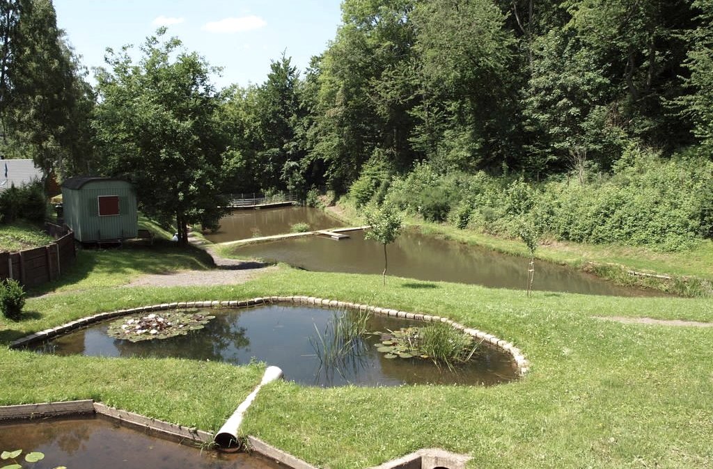 Teich am Silberquellchen, © Eifel Tourismus