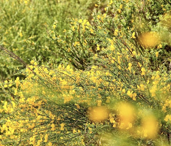 Broom blossom, © M Menninghaus / Nationalpark Eifel