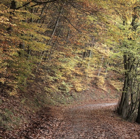 Autumn in the Eifel National Park