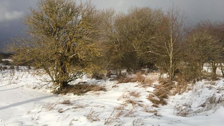 Eine schneebedeckte Landschaft mit spärlichen Bäumen. Der Himmel ist bewölkt und gibt einen dramatischen Eindruck.