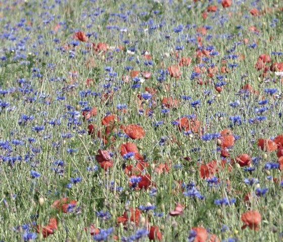 P1010664, &copy; Nordeifel Tourismus GmbH & Ferienwohnung Geschwind W.