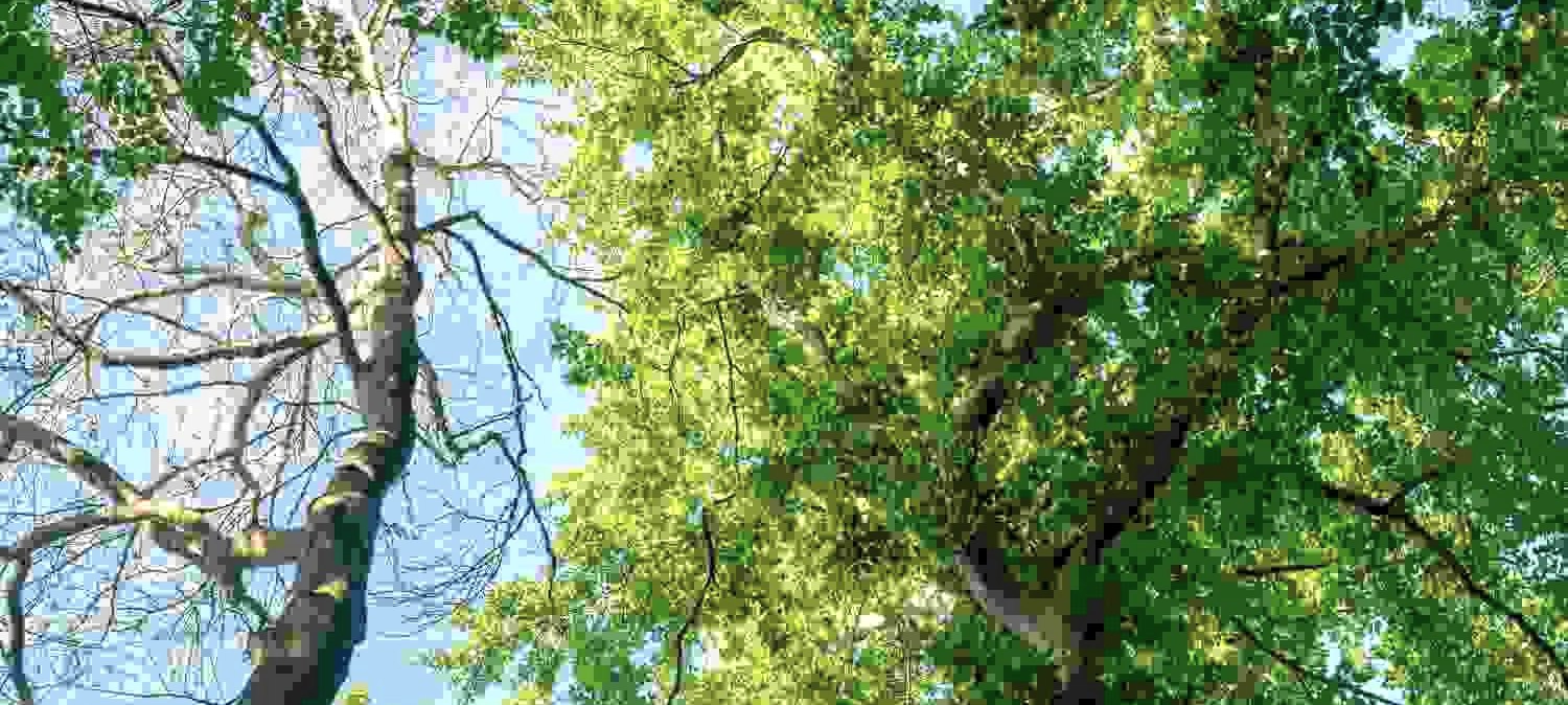 Baumkronen, &copy; Paul Meixner