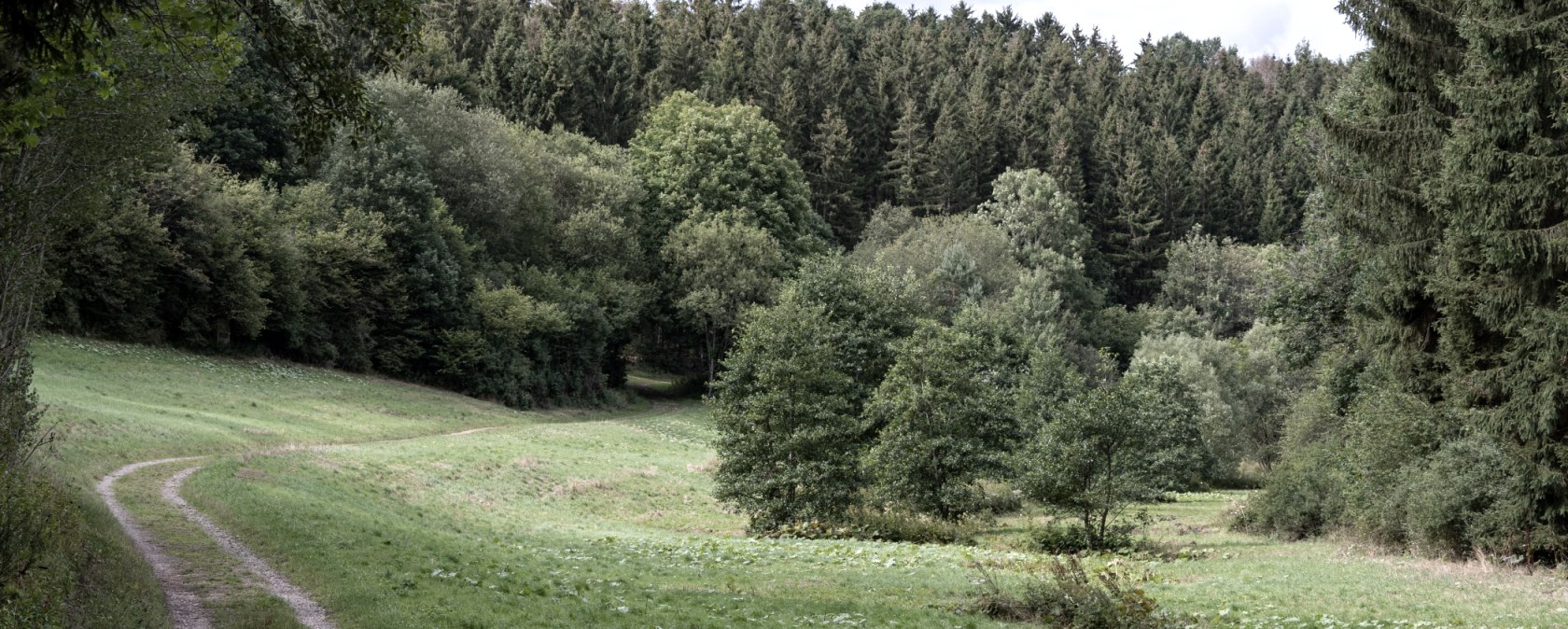 Ein schmaler Waldweg schlängelt sich durch das grüne Schafbachtal, umgeben von dichten Bäumen und Wiesen., © Nordeifel Tourismus