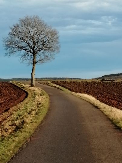 Eine kurvenreiche Straße führt durch eine ländliche Landschaft. Am Rand der Straße steht ein einzelner Baum vor einem bewölkten Himmel.