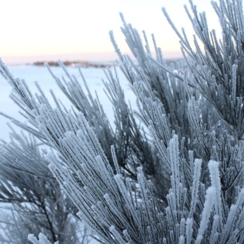 Schnee auf der Dreiborner Hochfläche, © Nationalpark Eifel - M. Menninghaus