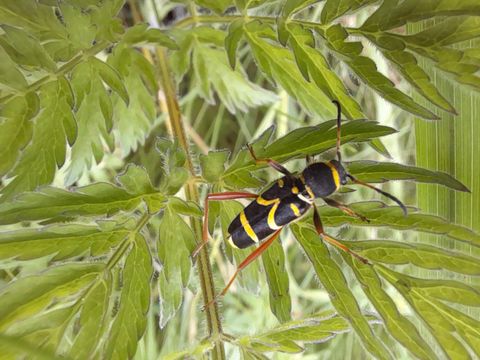 Ein bunter Käfer sitzt auf Blättern. Er hat einen schwarzen Körper mit gelben und roten Streifen.