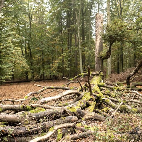 Deadwood