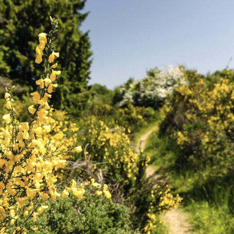 Eifelgold, &copy; Frank Wiesen