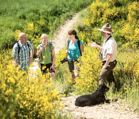 Rangerf&uuml;hrung Ginsterbl&uuml;te, &copy; Nationalpark Eifel - Dominik Ketz