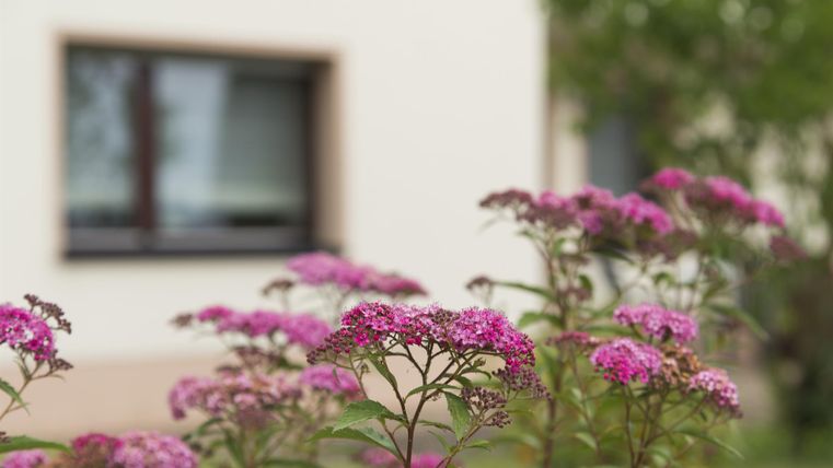Bunte, pinkfarbene Blumen blühen im Vordergrund. Im Hintergrund ist ein Fenster eines Hauses zu sehen.