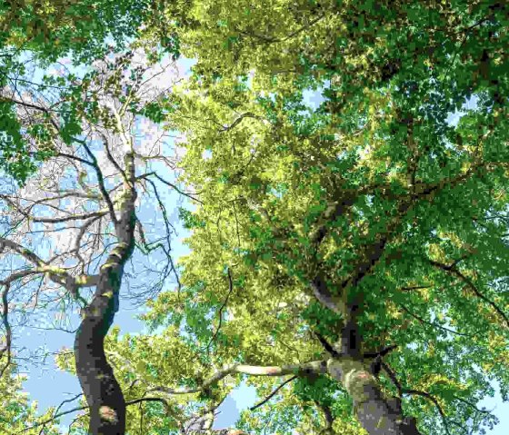 Baumkronen, &copy; Paul Meixner