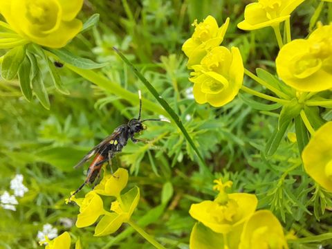 Eine schwarze Biene sitzt auf gelben Blumen. Im Hintergrund sind grüne Blätter und weitere Pflanzen sichtbar.