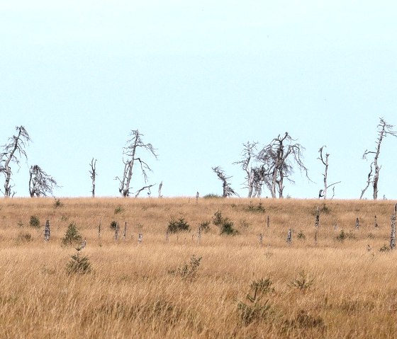 Wanderung Hohes Venn, &copy; Rainer Faymonville