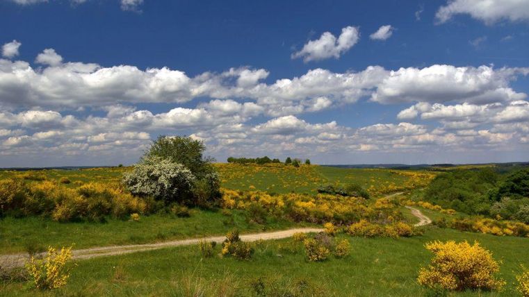 Eine weite, grüne Landschaft mit gelben Blüten und einem klaren Himmel. Ein Weg führt durch die malerische Szenerie.