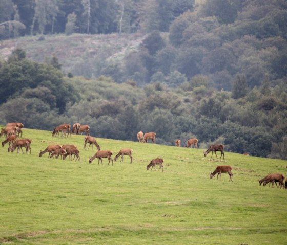 Hirsche, &copy; W. Dallmeyer Boehm
