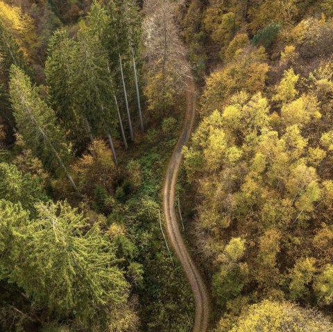 Wald von oben, © Nationalpark Eifel - D.Ketz