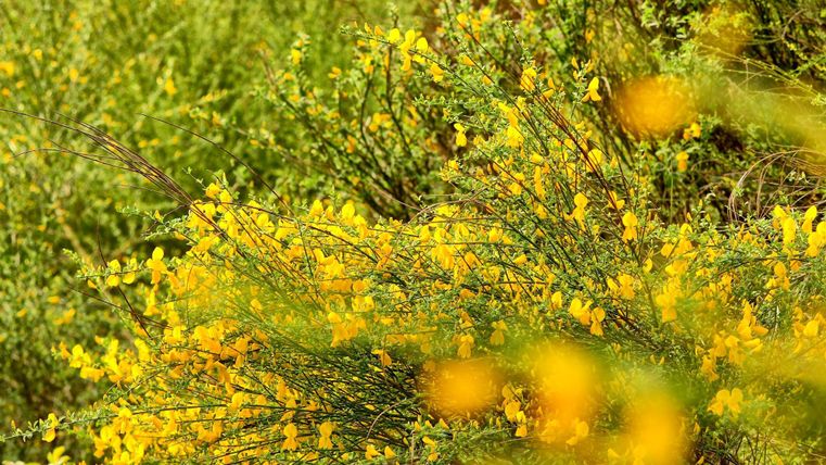 Ein Feld voller gelber Blumen und grüner Sträucher. Die Farben leuchten in der Sonne und schaffen eine fröhliche Atmosphäre.
