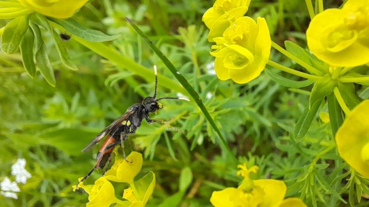 Eine schwarze Biene sitzt auf gelben Blumen. Im Hintergrund sind grüne Blätter und weitere Pflanzen sichtbar.