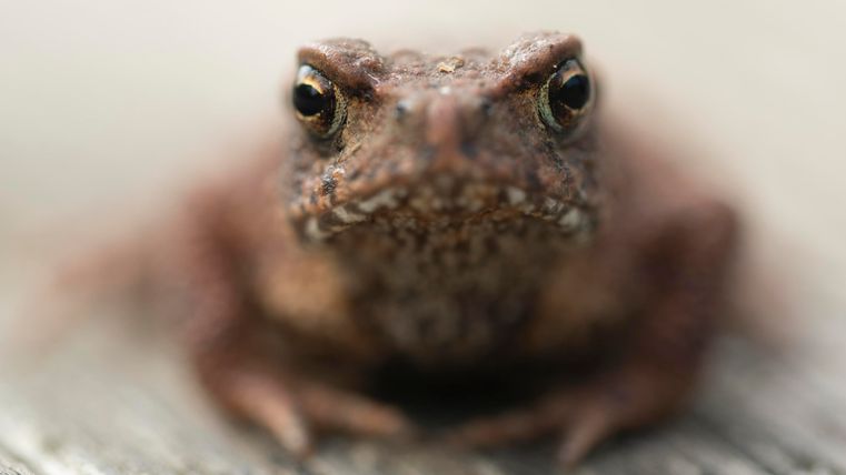 Ein nahes Bild eines braunen Frosches mit großen Augen. Der Frosch sitzt auf einer Holzoberfläche.