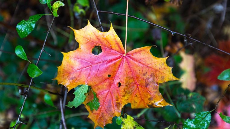 Ein bunter Ahornblatt mit orangefarbenen und gelben Tönen hängt an einem Ast. Umgeben von grünen Blättern zeigt es die Schönheit des Herbstes.