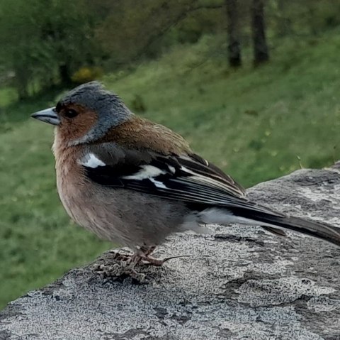 Buchfink, © Maria Pfeifer