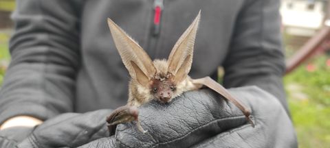 Eine große Fledermaus wird von einer Person gehalten. Sie hat auffällig große Ohren und einen graubraunen Pelz.