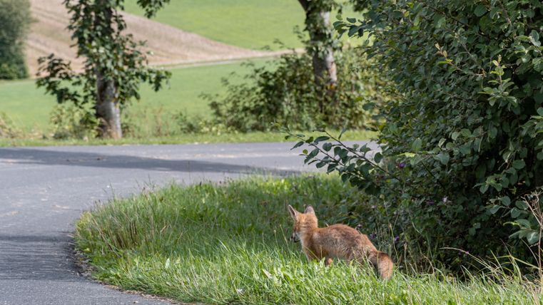Een vos staat aan de rand van een geasfalteerde weg, omringd door groene vegetatie en bomen.
