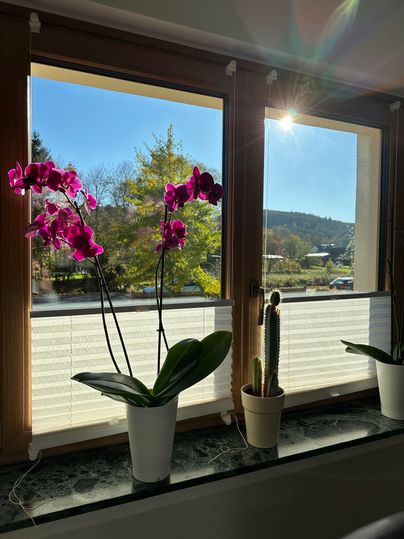 Ein sonniger Fensterplatz mit blühenden Orchideen und einem Kaktus. Draußen ist die Natur sichtbar, mit Bäumen im Hintergrund.