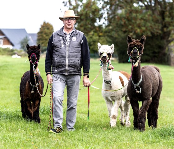 Alpakas, &copy; Familie Mey