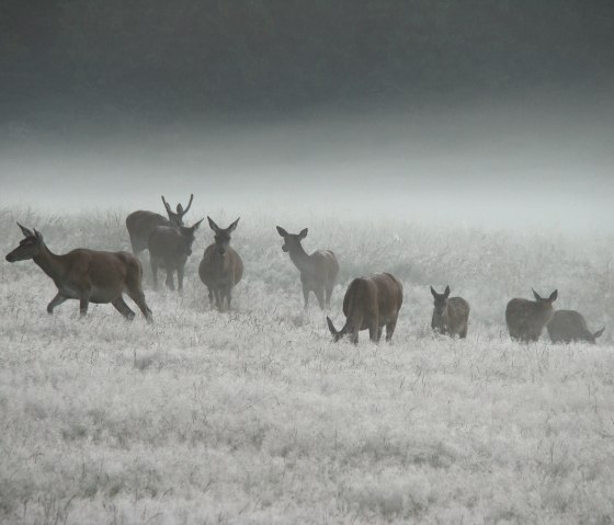 AVES-Cantons de l'Est, © AVES-Ostkantone